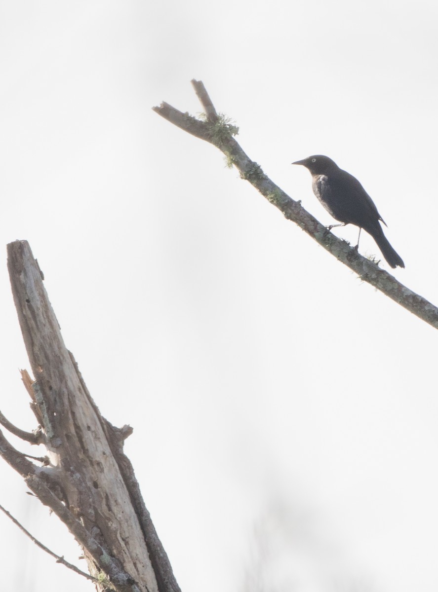 Rusty Blackbird - ML79070361