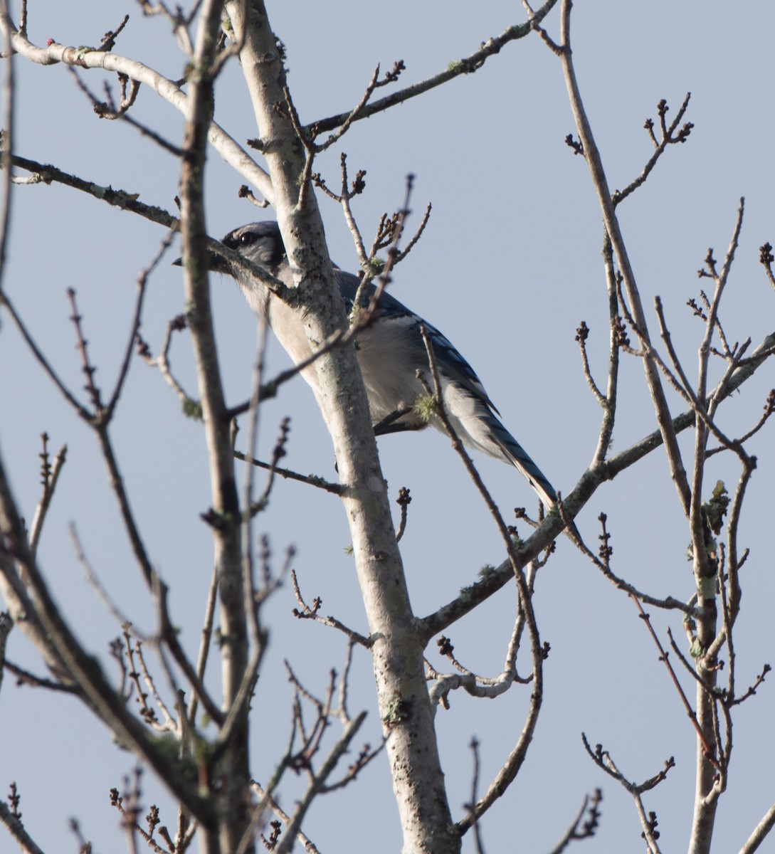 Blue Jay - ML79070391