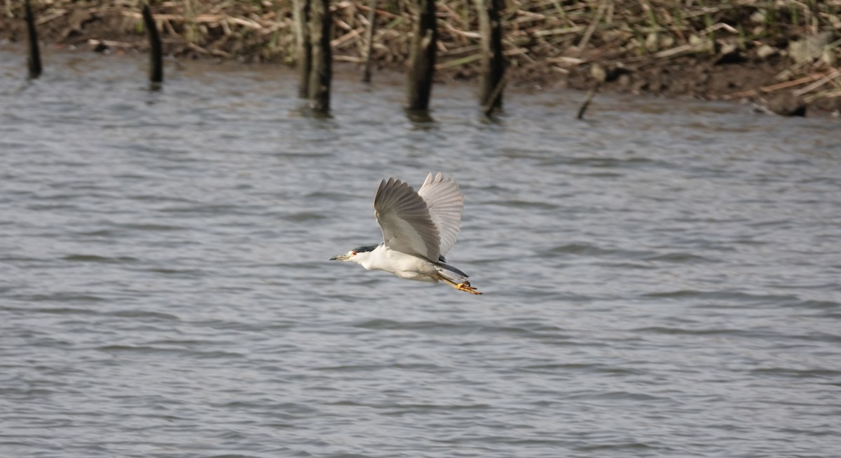 Black-crowned Night Heron - Brad Rumble