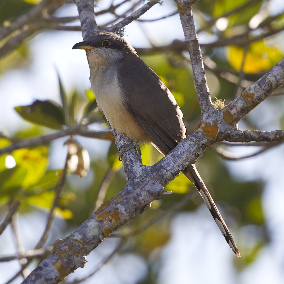 Mangrove Cuckoo - ML79073321