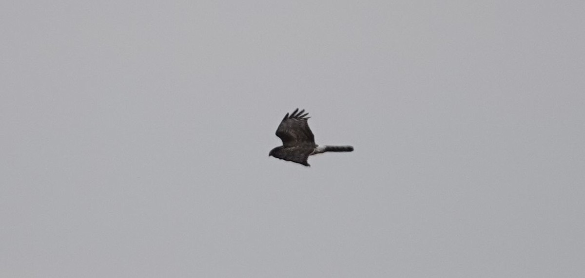 Northern Harrier - ML79073371