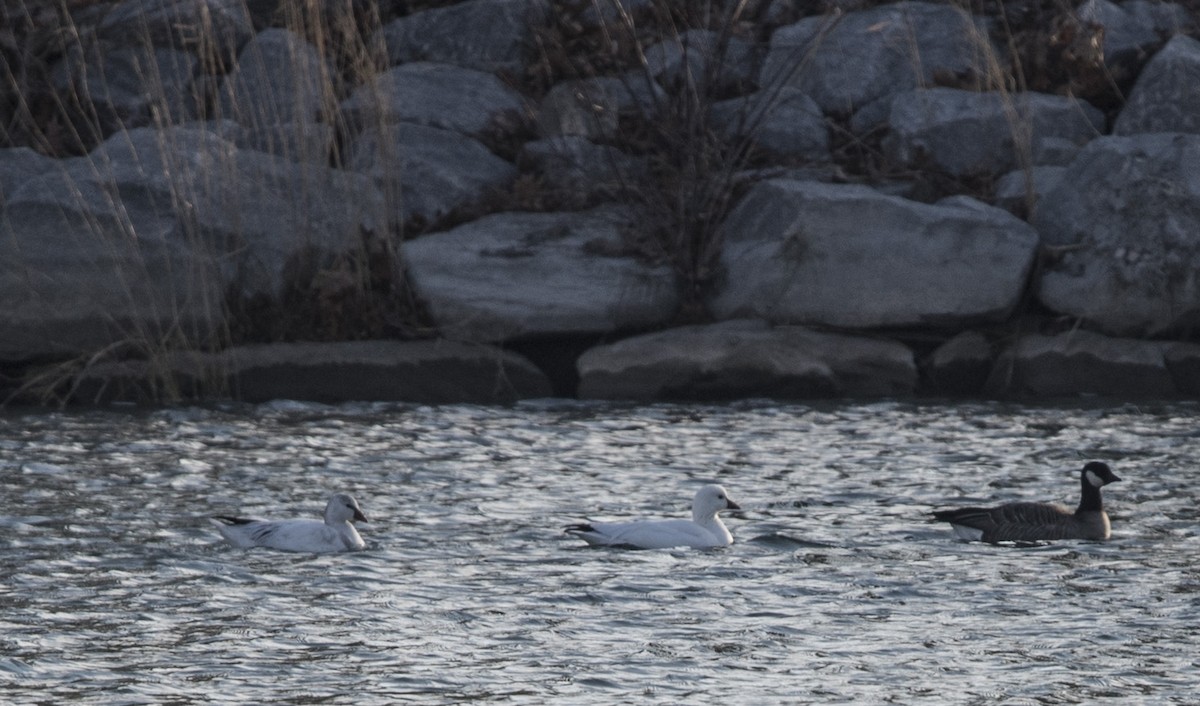 Ross's Goose - ML79074221