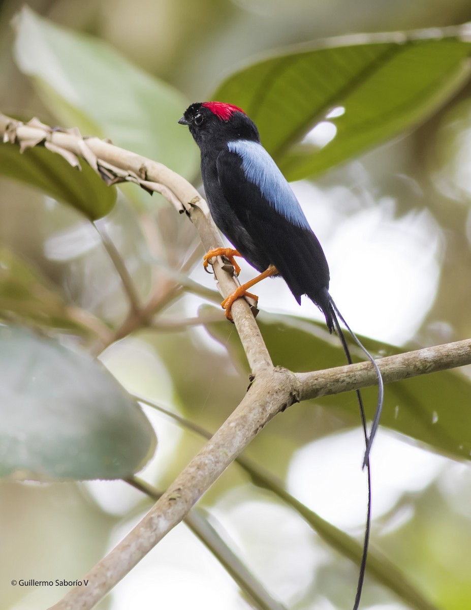 Long-tailed Manakin - ML79074291