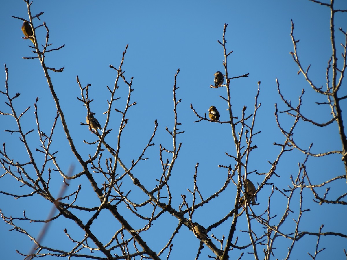 Evening Grosbeak - ML79075281