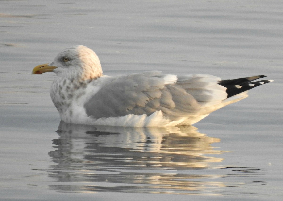 Herring Gull - Joanne Muis Redwood