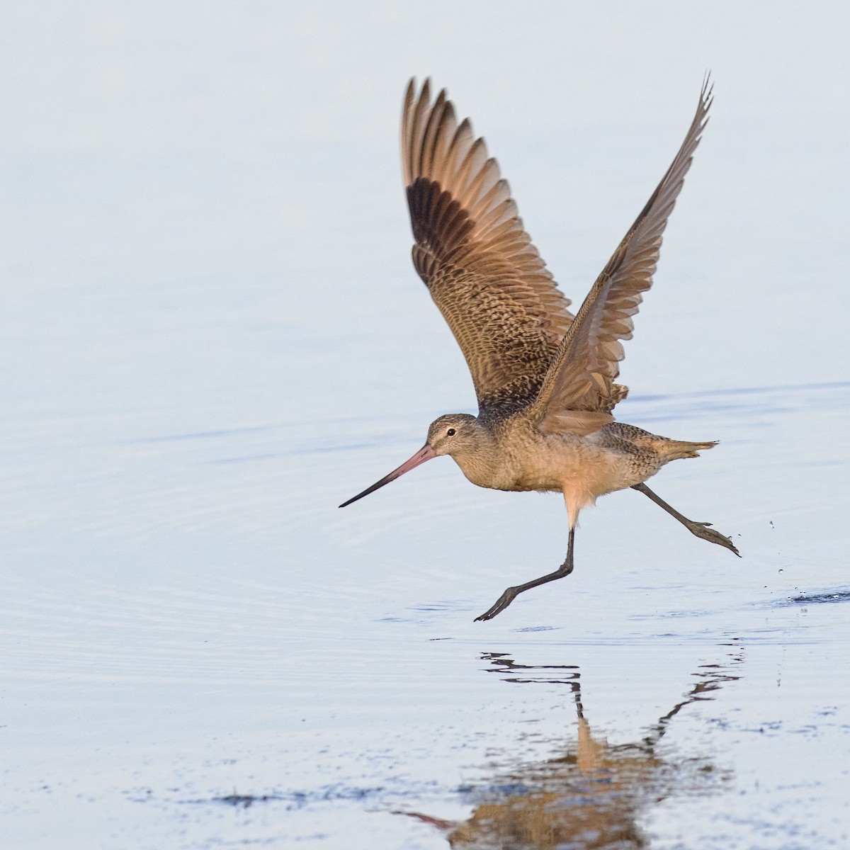 Marbled Godwit - ML79076081