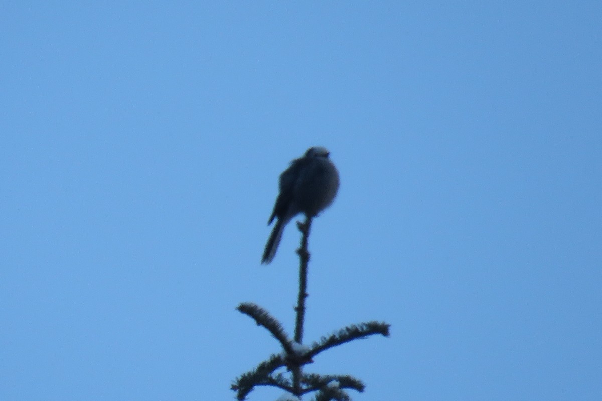 Кукша канадська - ML79077231