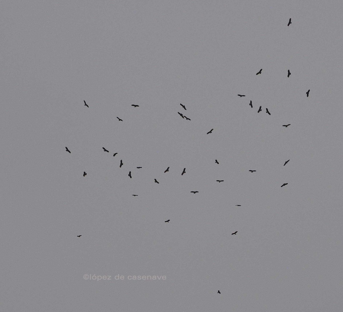 Snail Kite - Daniel Almiron