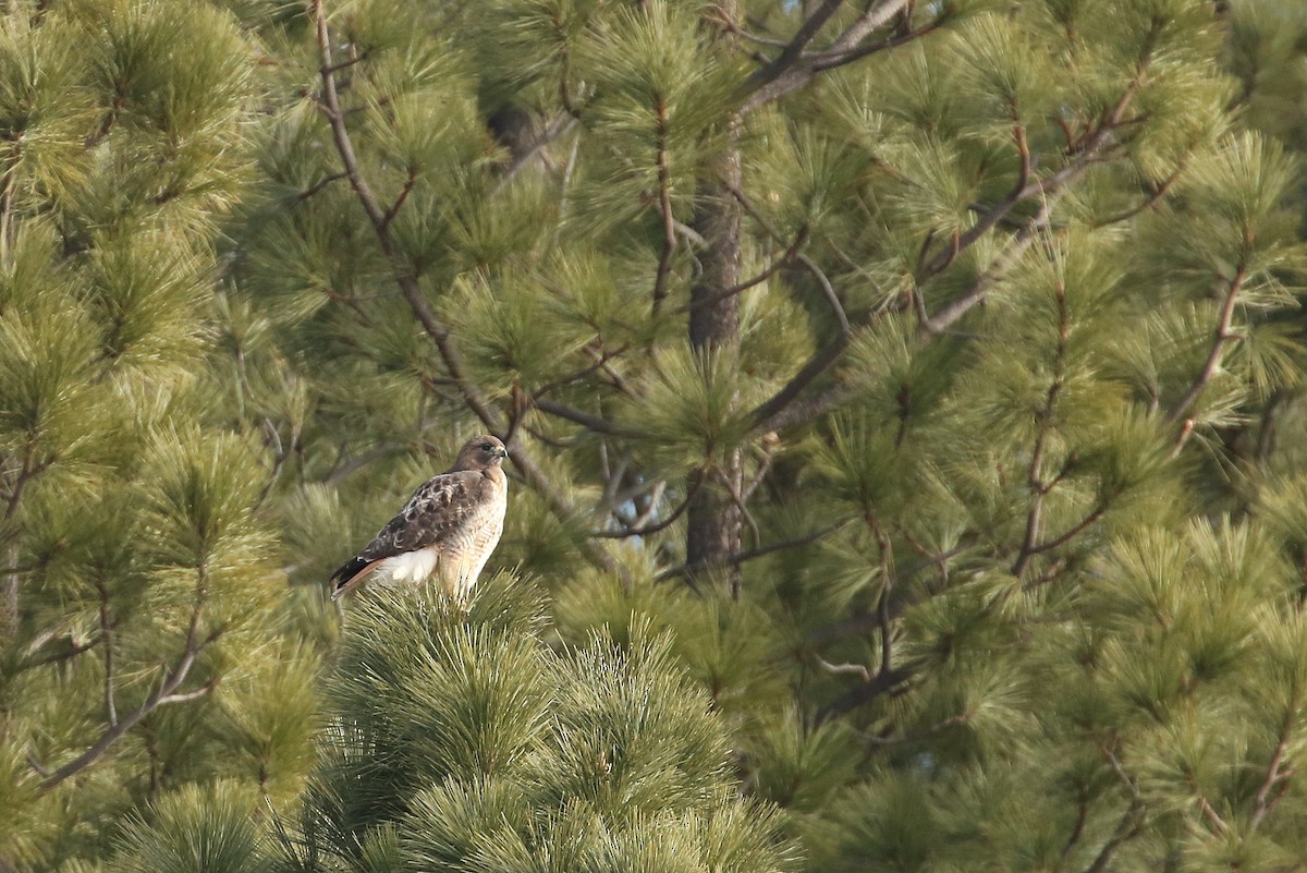 káně rudochvostá (ssp. calurus/alascensis) - ML79081031