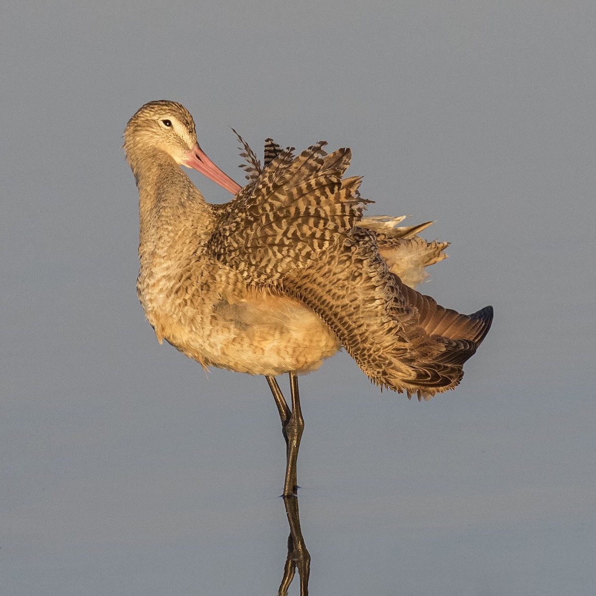 Marbled Godwit - ML79081201