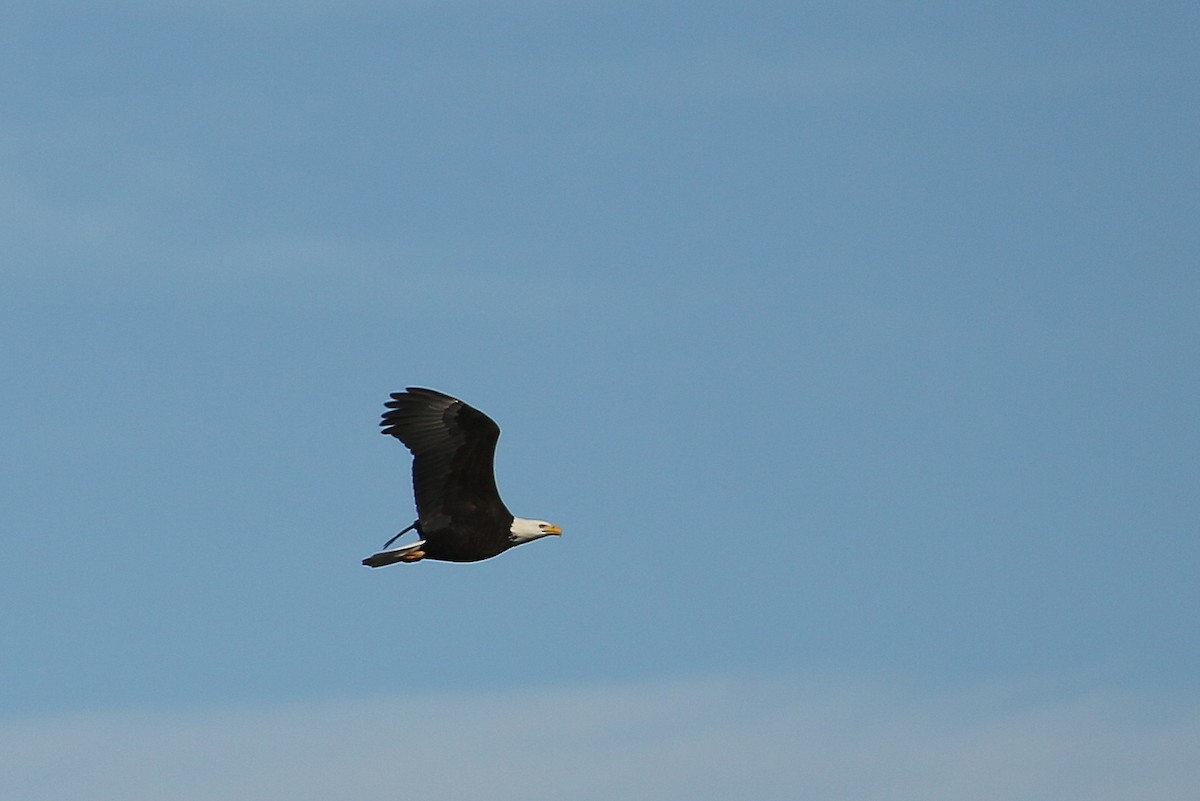 Bald Eagle - Tim Lenz