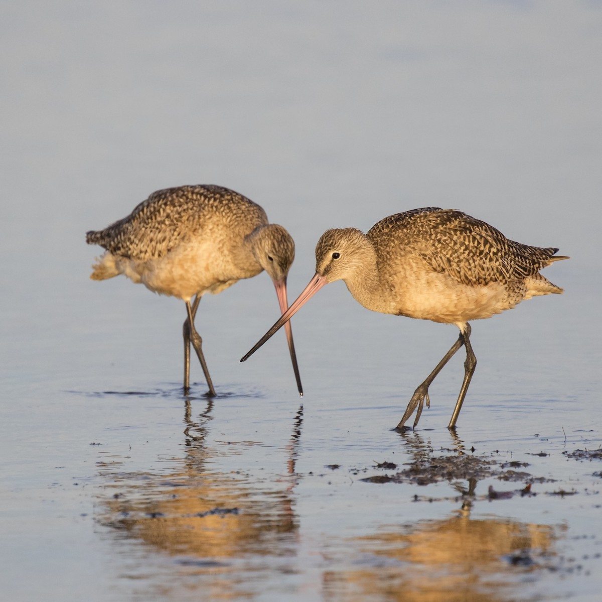 Marbled Godwit - ML79081551