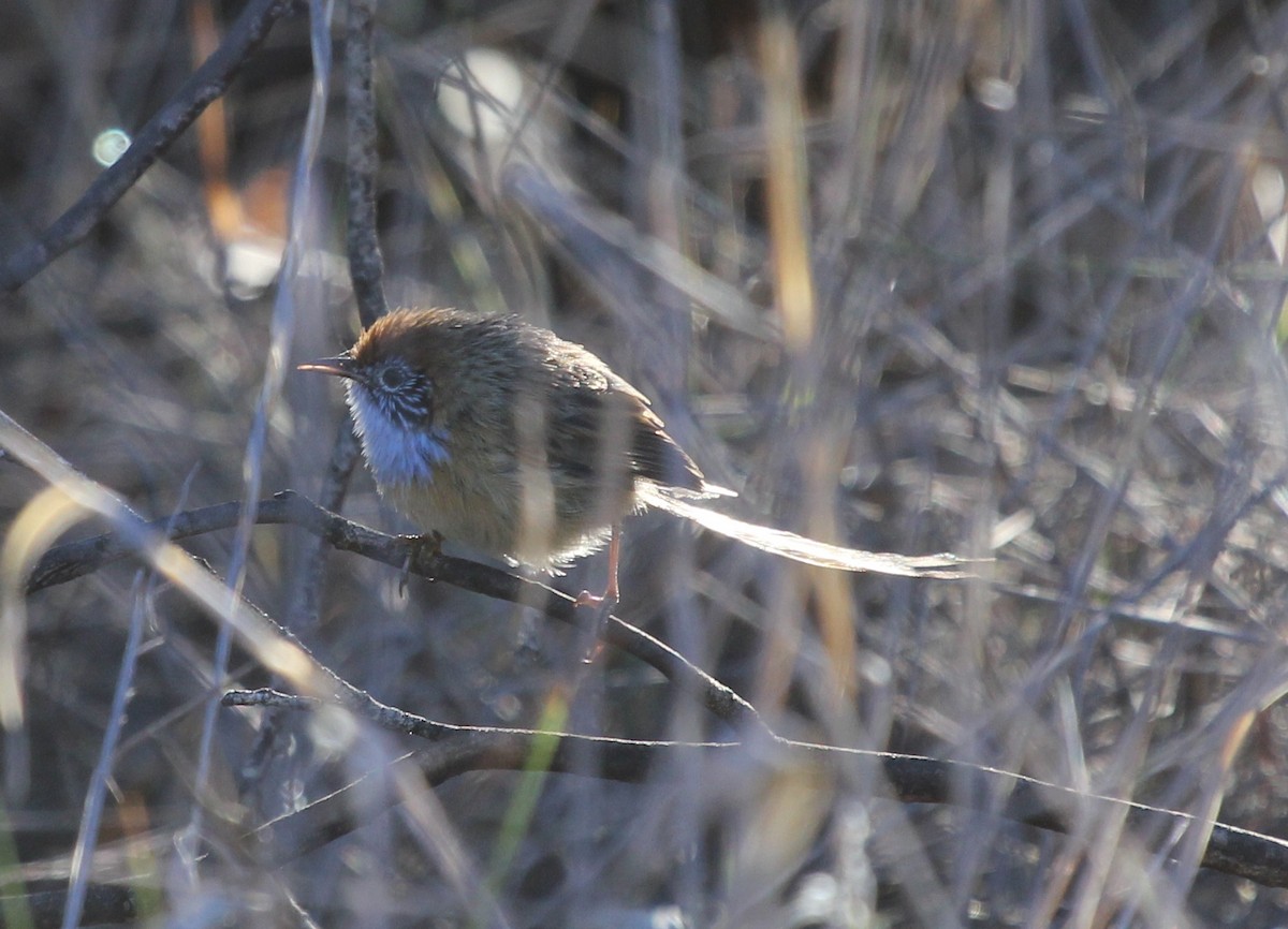 Mallee Emuwren - ML79081651