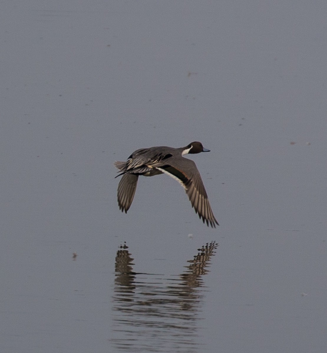 Northern Pintail - Meg Barron