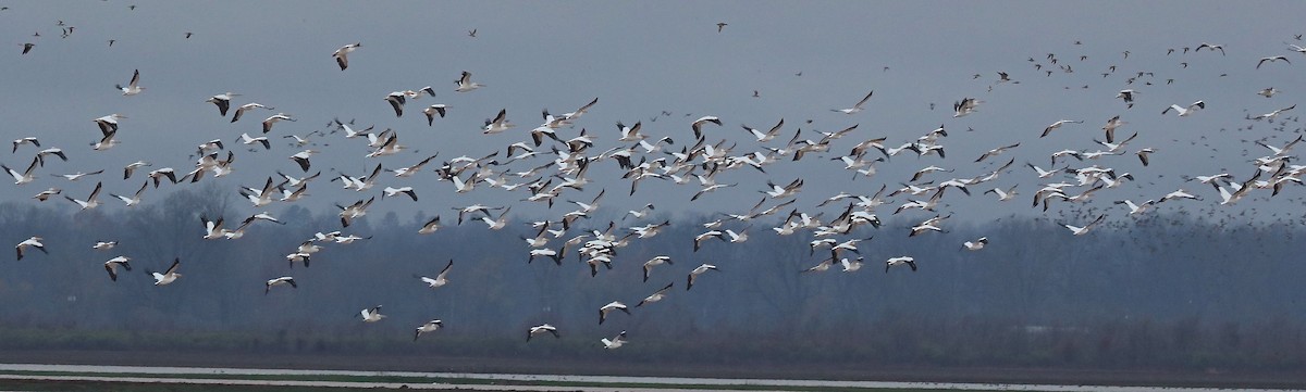 American White Pelican - ML79083461