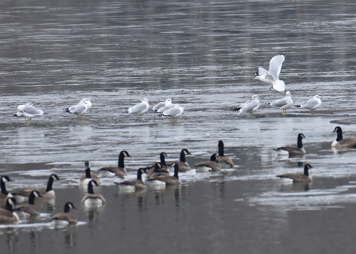 Ring-billed Gull - Don Carbaugh