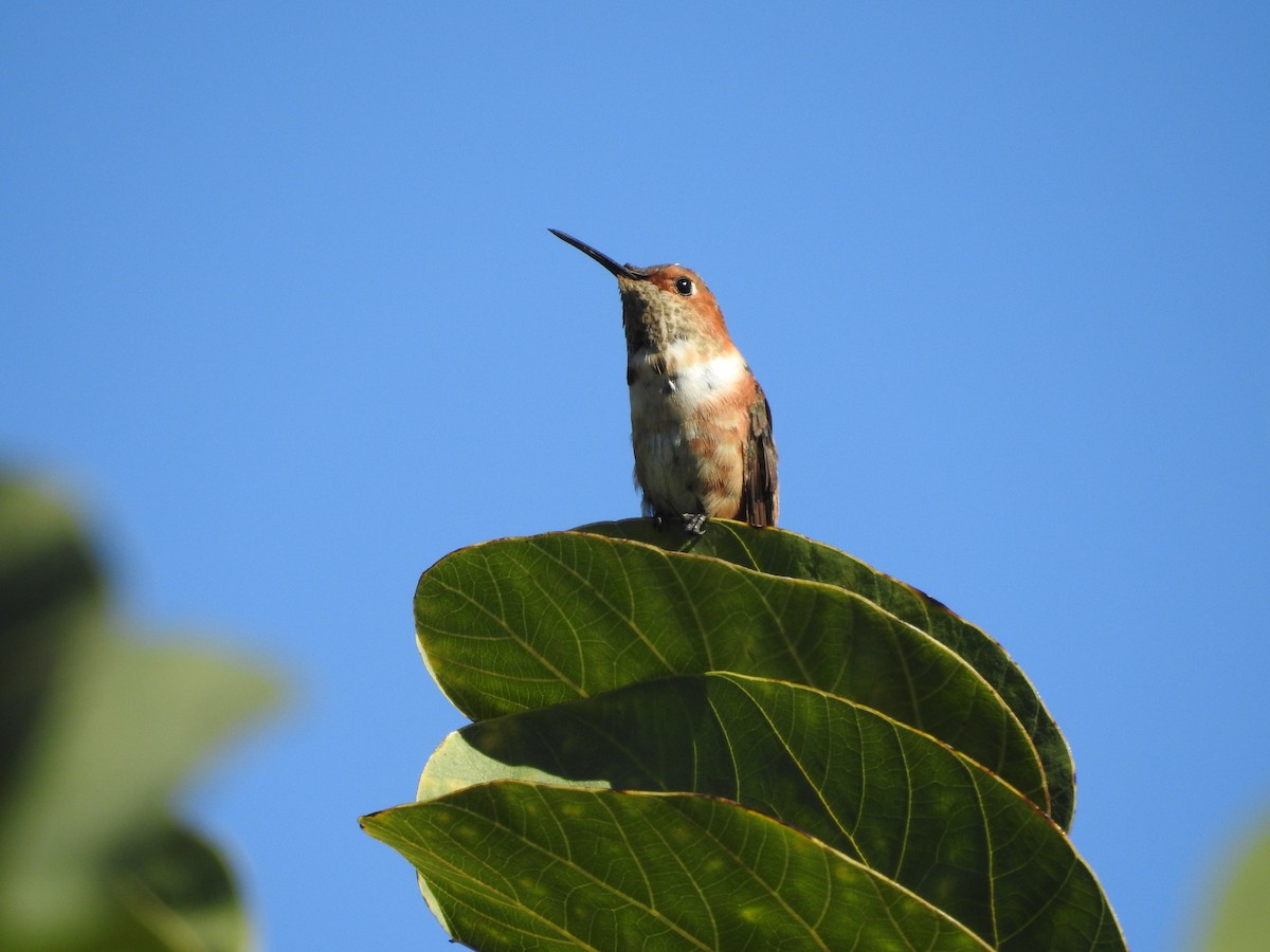 Allen's Hummingbird - Tim Burr