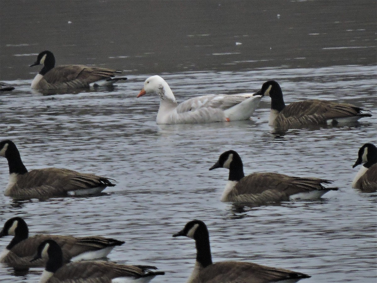 Domestic goose sp. x Canada Goose (hybrid) - Eric Michael