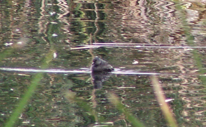 Least Grebe - ML79086651