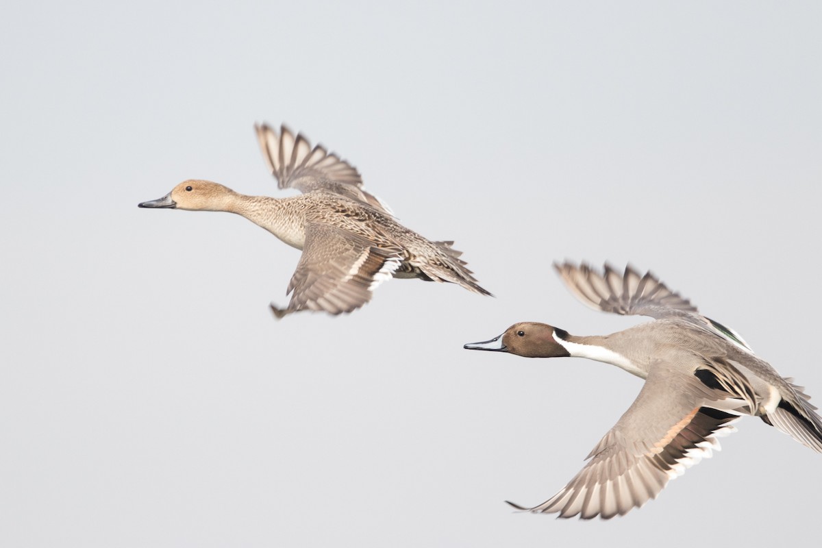 Northern Pintail - ML79087651