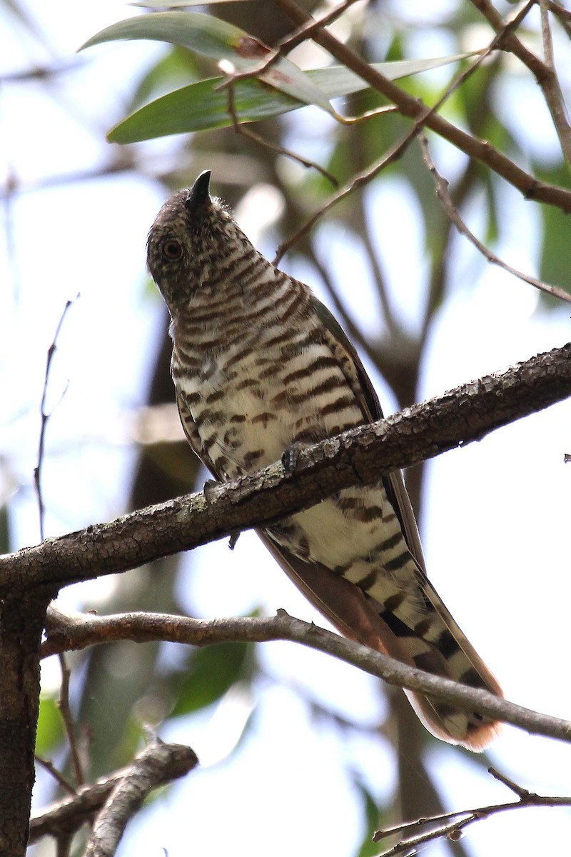 Shining Bronze-Cuckoo - Deborah Metters