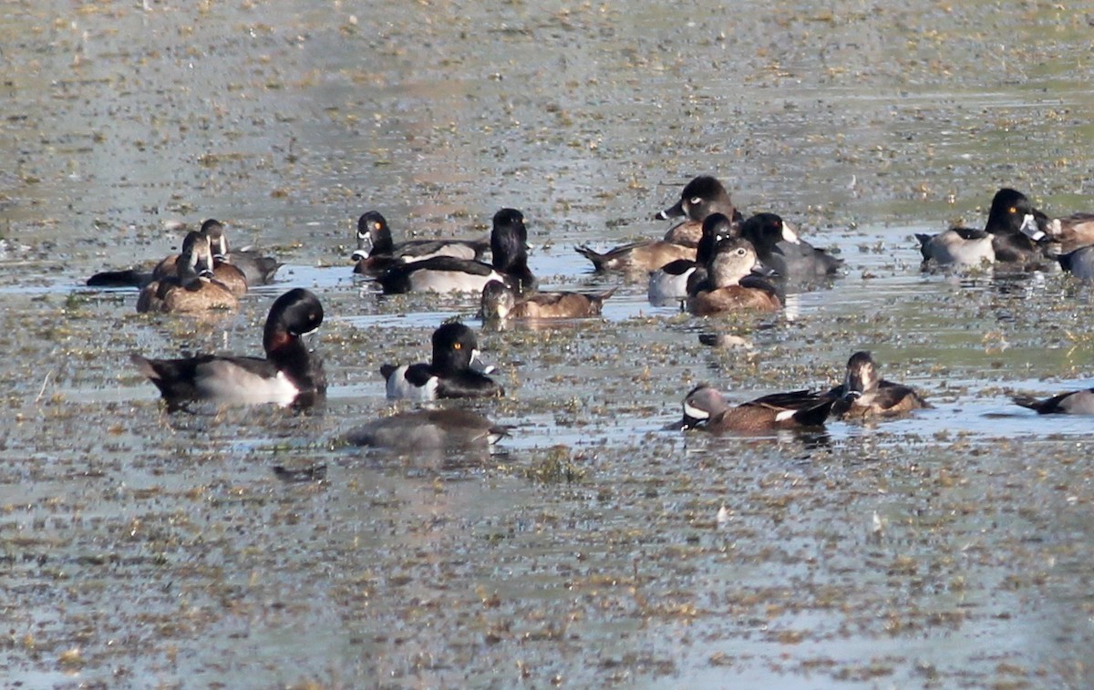 Ring-necked Duck - ML79089961