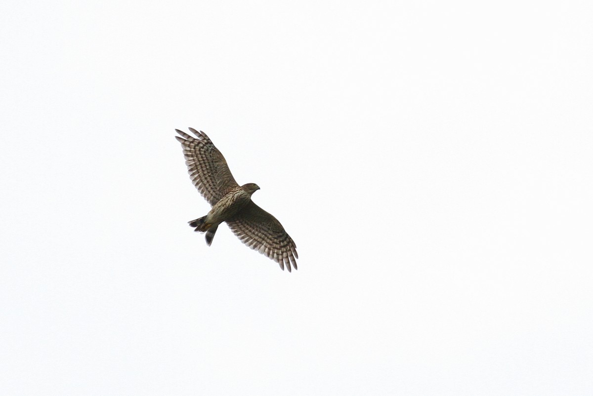 Sharp-shinned Hawk - ML79090271