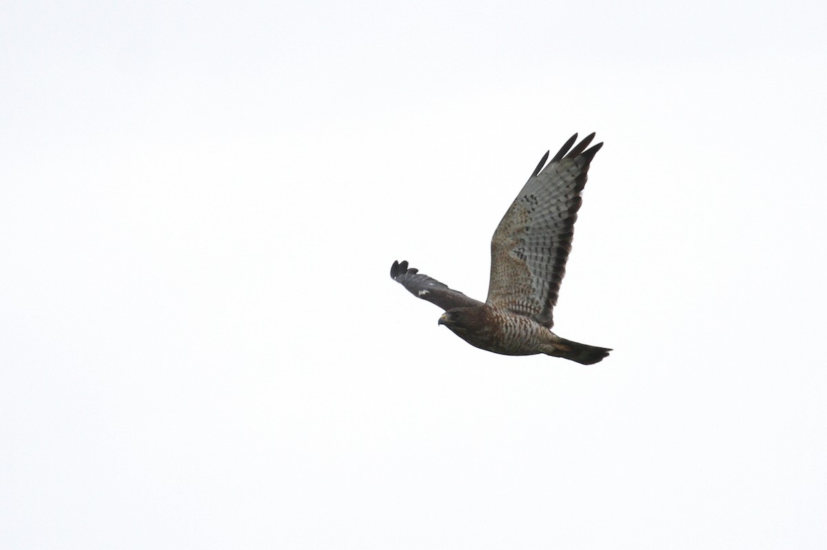 Broad-winged Hawk - ML79090361