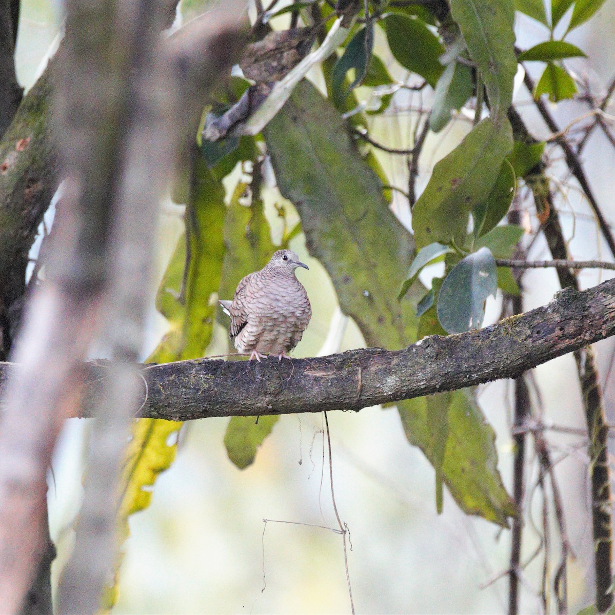 Inca Dove - ML79090961