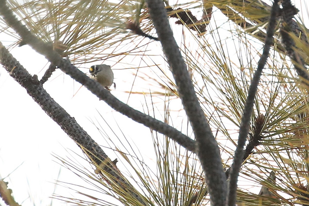 Golden-crowned Kinglet - ML79093061