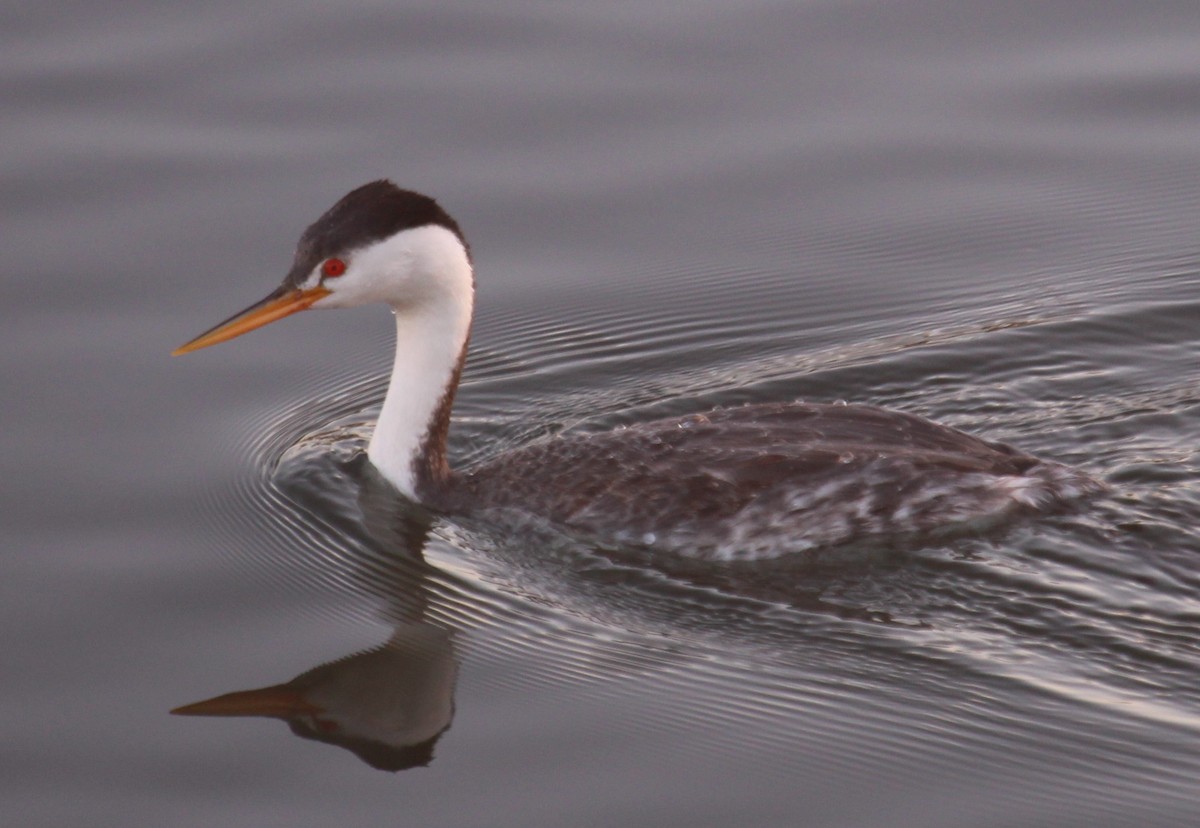 Clark's Grebe - ML79097611