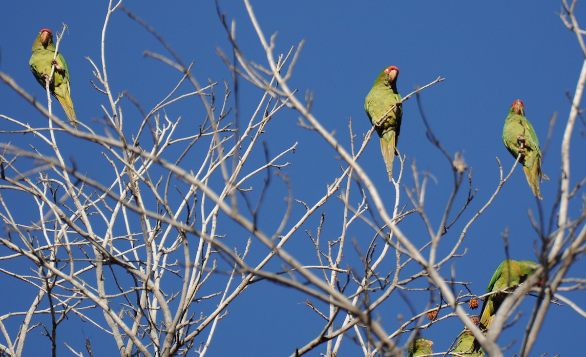 Mitred/Red-masked Parakeet - ML79099051