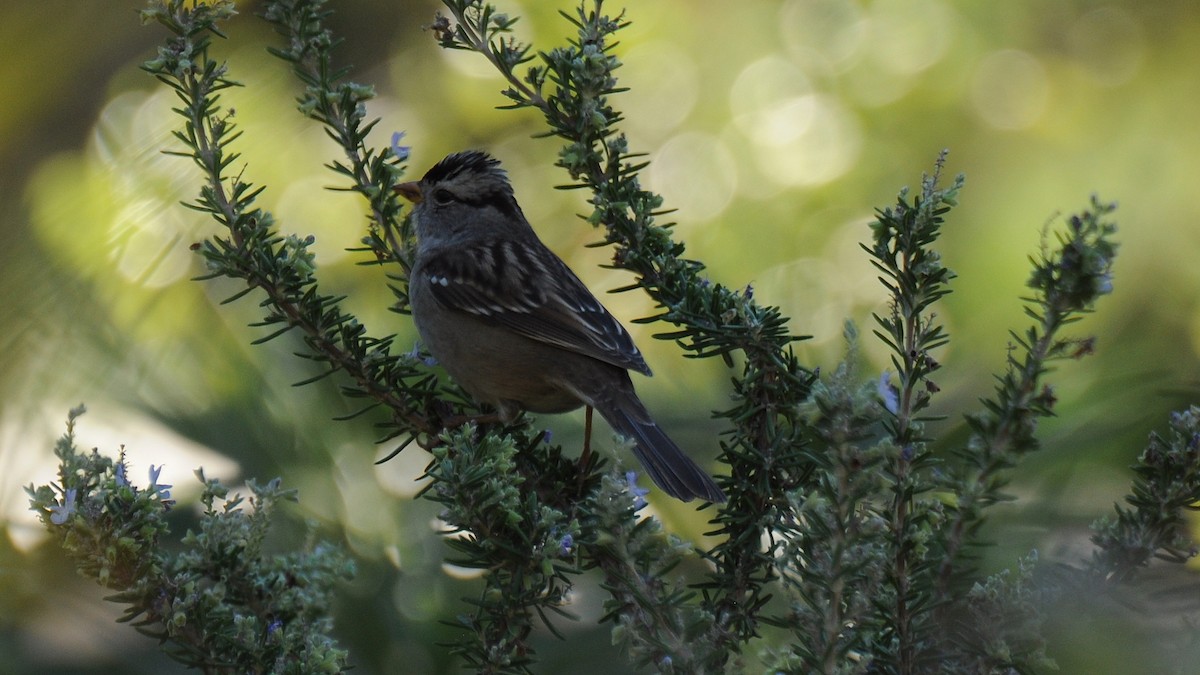 White-crowned Sparrow - ML79099461