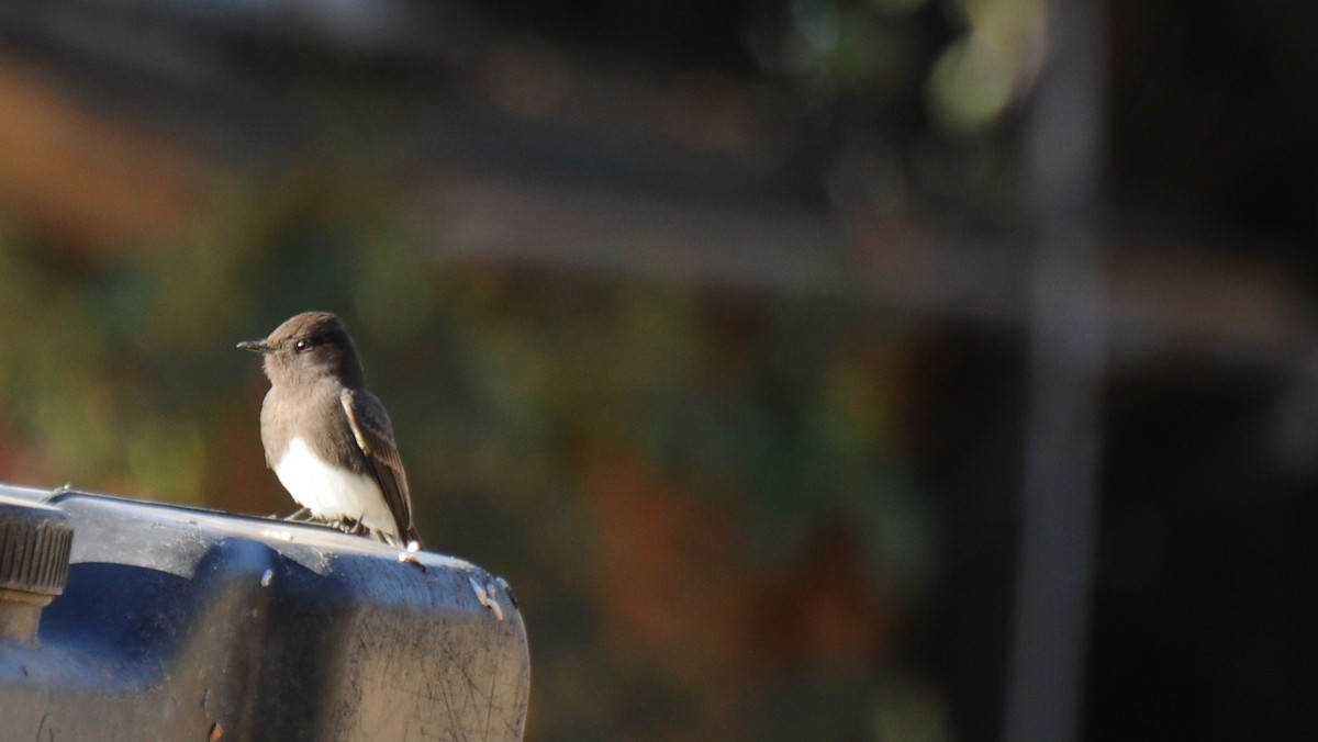 Black Phoebe - ML79099901