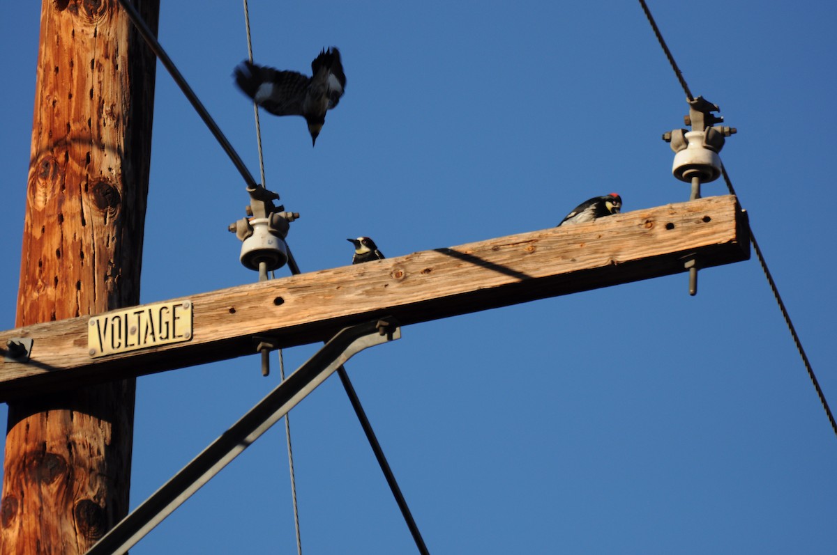 Acorn Woodpecker - ML79100371