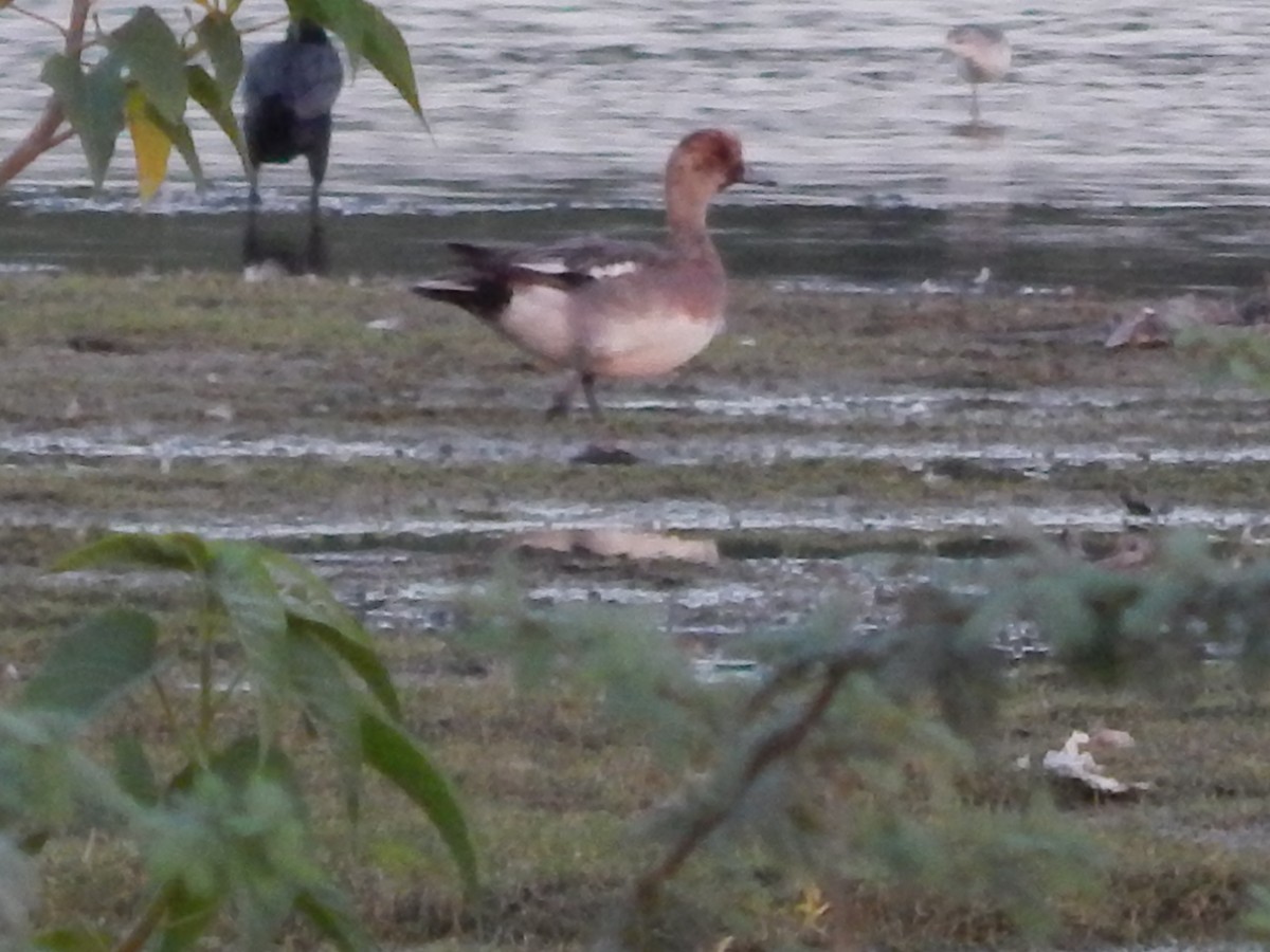 Eurasian Wigeon - Sivakumar Ramasamy