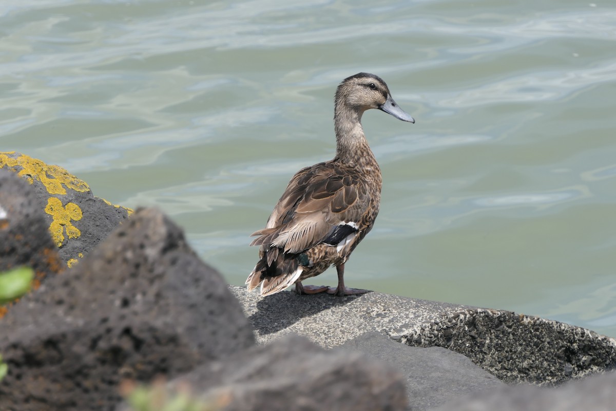 Mallard x Pacific Black Duck (hybrid) - Jim Kirker