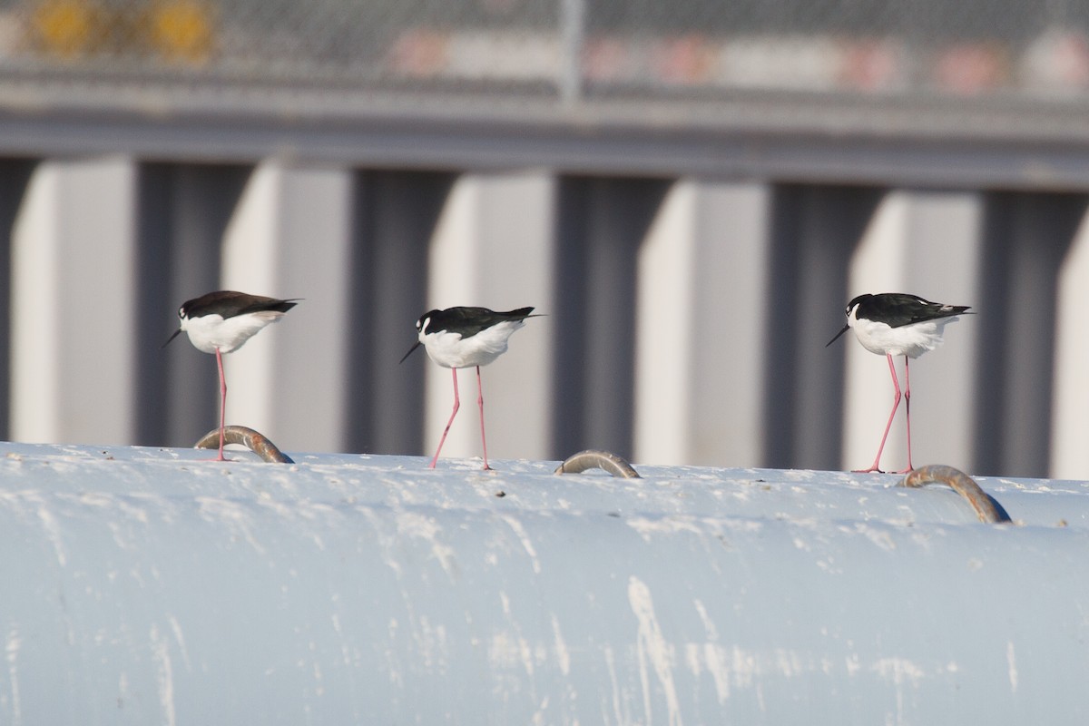 Black-necked Stilt - Griffin Richards