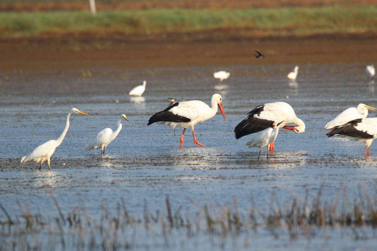 White Stork - ML79105441