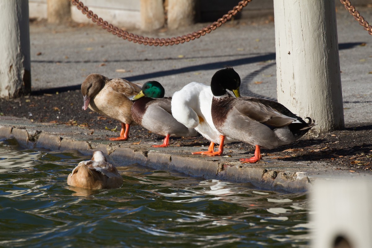 Mallard (Domestic type) - ML79106131