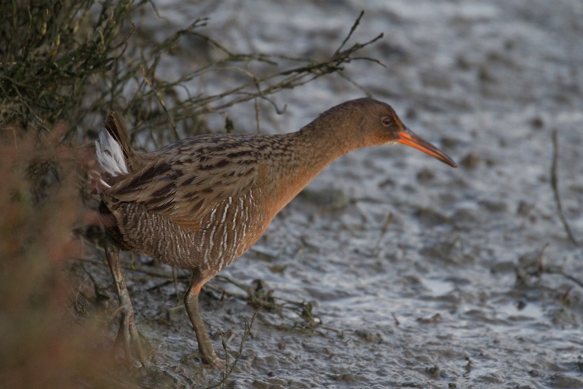 Ridgway's Rail - ML79106561