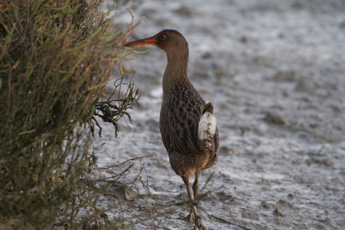 Ridgway's Rail - ML79106581