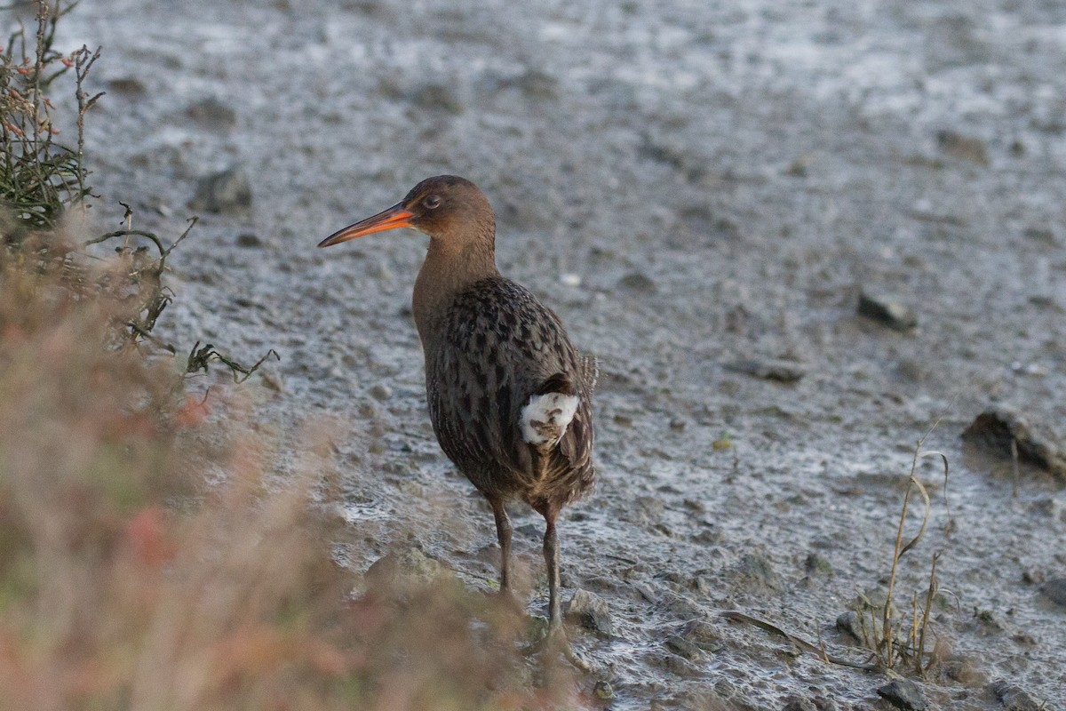 Ridgway's Rail - ML79106591