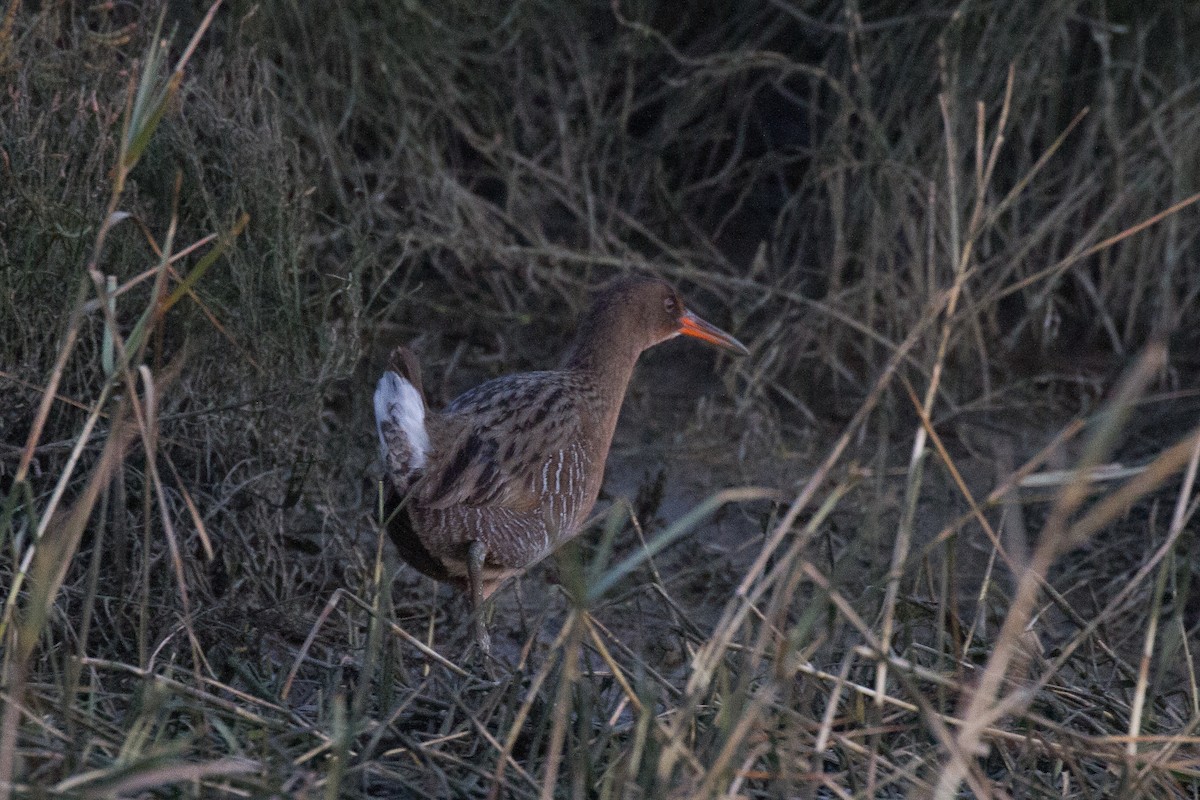 Ridgway's Rail - Griffin Richards