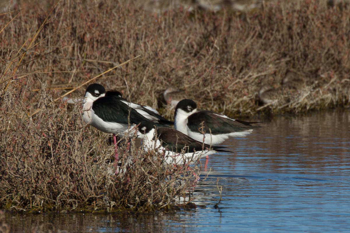 Black-necked Stilt - ML79106651