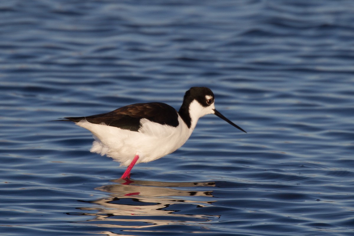 Black-necked Stilt - ML79106671