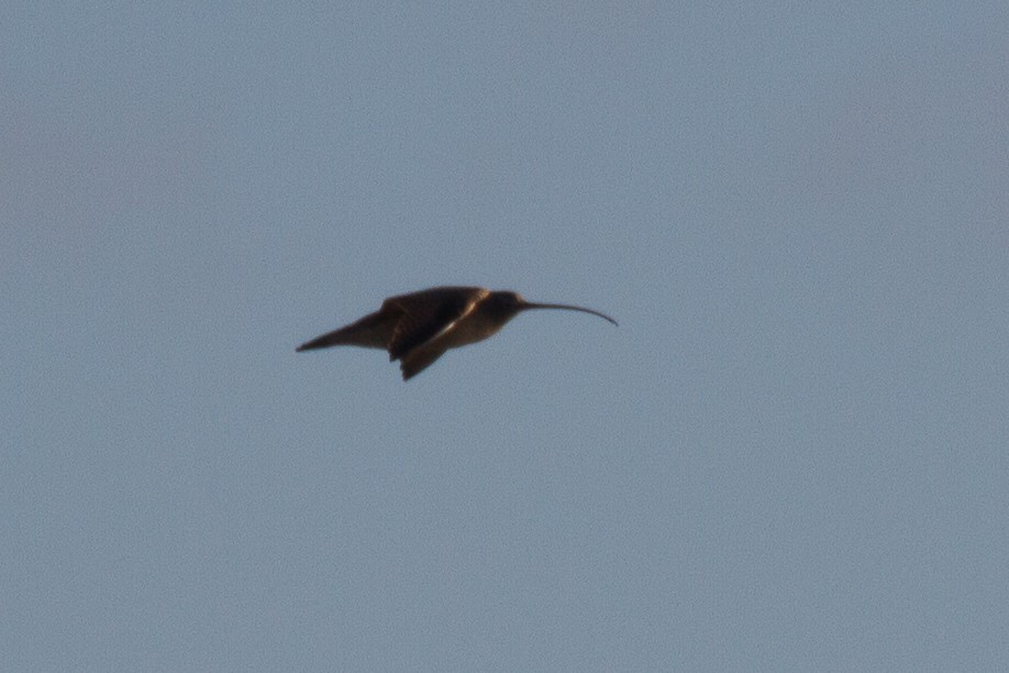 Long-billed Curlew - ML79106711