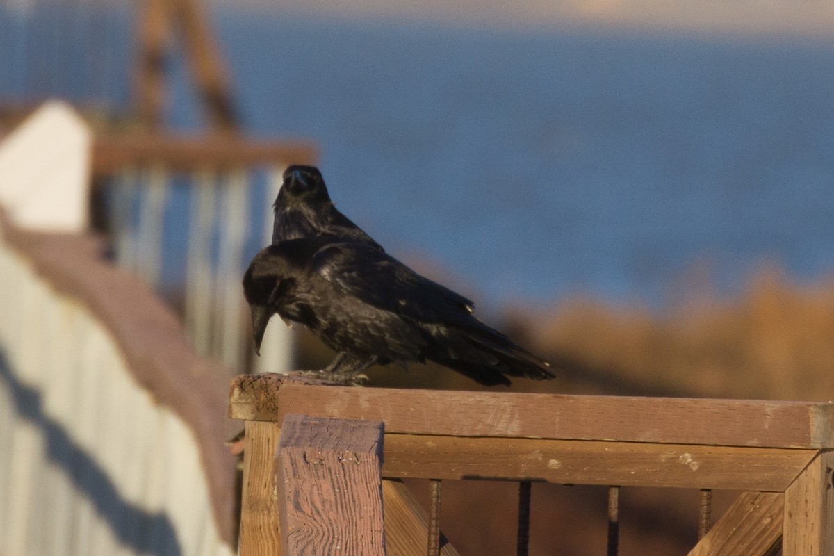 Common Raven - ML79106801