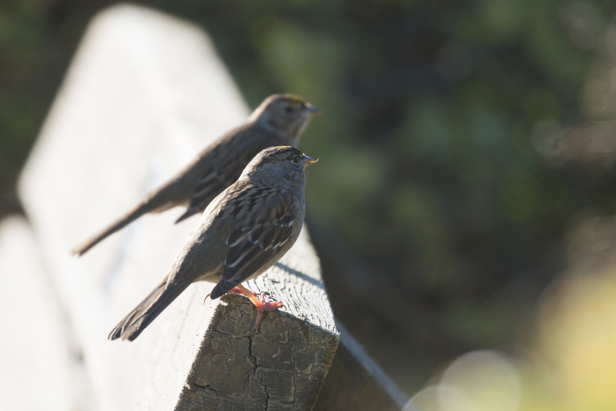 Golden-crowned Sparrow - ML79106901