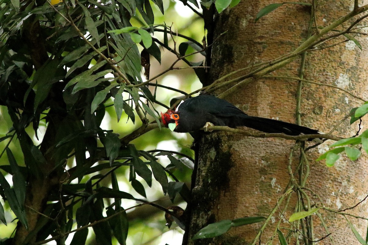 Red-crested Malkoha - ML79108671